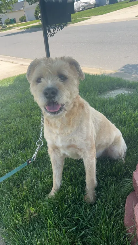 My boxerdoodle - half boxer half standard poodle