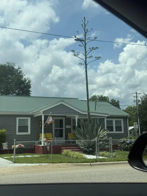 I saw an Agave Death Bloom in passing in Dunn, NC