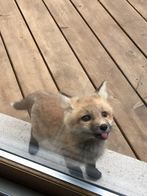 A baby fox showed up to say hi at my grandmother's house