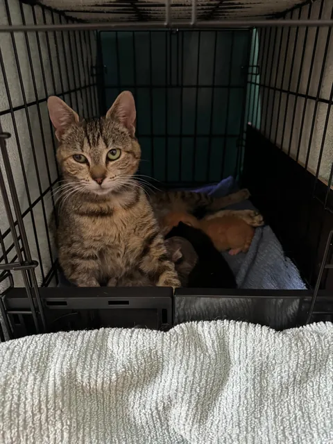 Honey thinking about her life choices as a young, single mom. She did such a great job and I kept her and her babies Jonesy, Reilly and Bonnie McPurray!