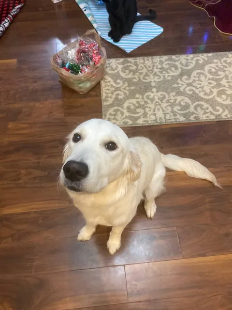 Plebes mom can I have treat