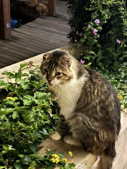 The huge collection of cats I found on my adventure to Turkey😅😊