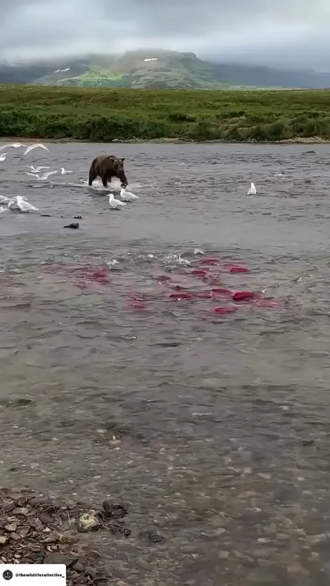 🔥 A Bear Dining On Fresh Salmon