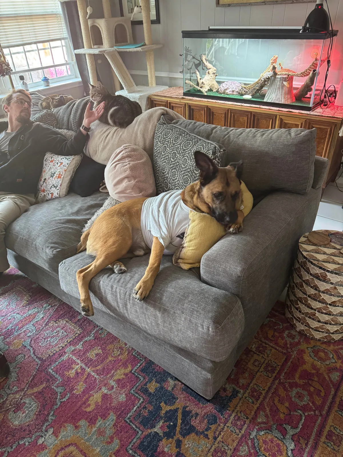 Atticus: a very good boy