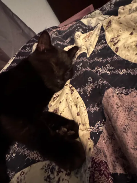 My Black Bobtailed Void