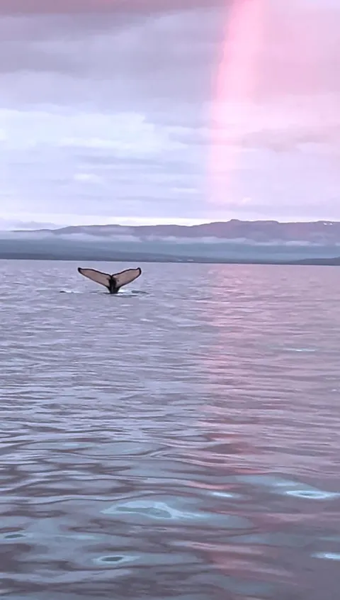 Whale Watching in the Midnight Sun in Húsavík, Iceland (June 2025)