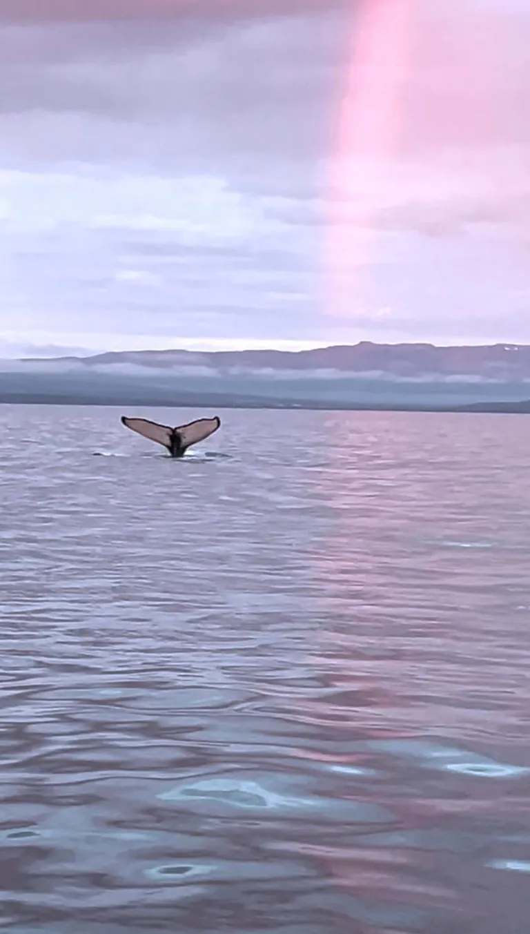 Whale Watching in the Midnight Sun in Húsavík, Iceland (June 2025)