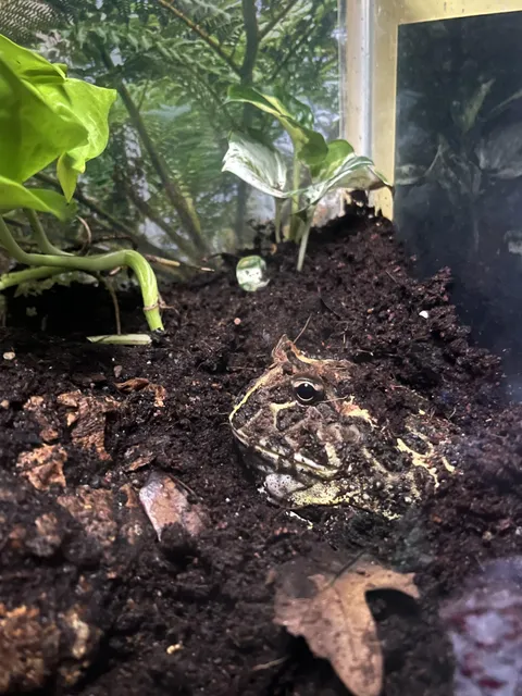 Idiot decided to start yelling every night at 2 am