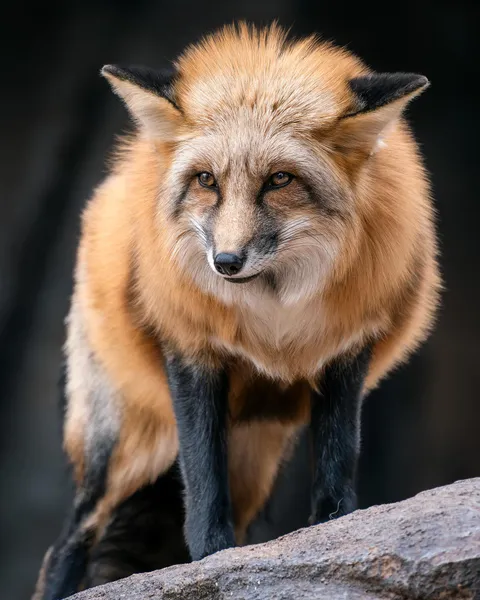ITAP of a red fox