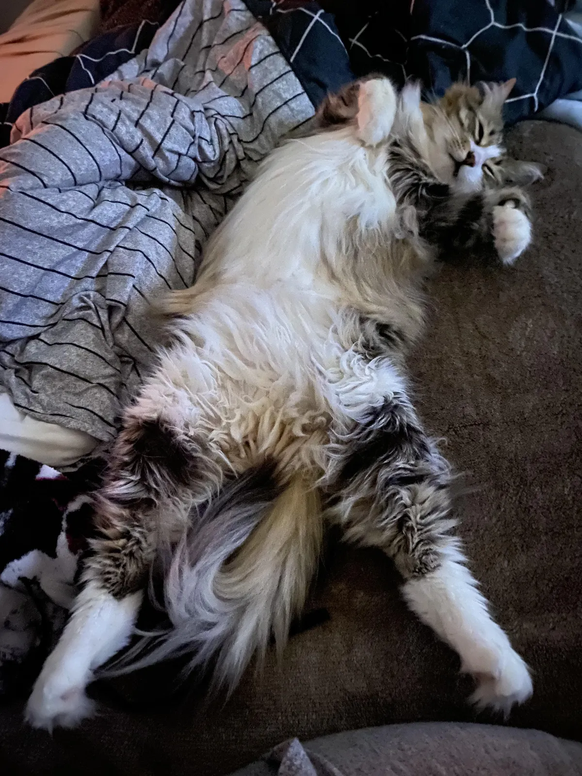 Show me your comfy cats