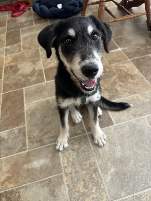 Adopted a new friend today, her name is Lacey 💞