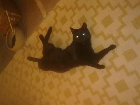 The Many Moods of Lola