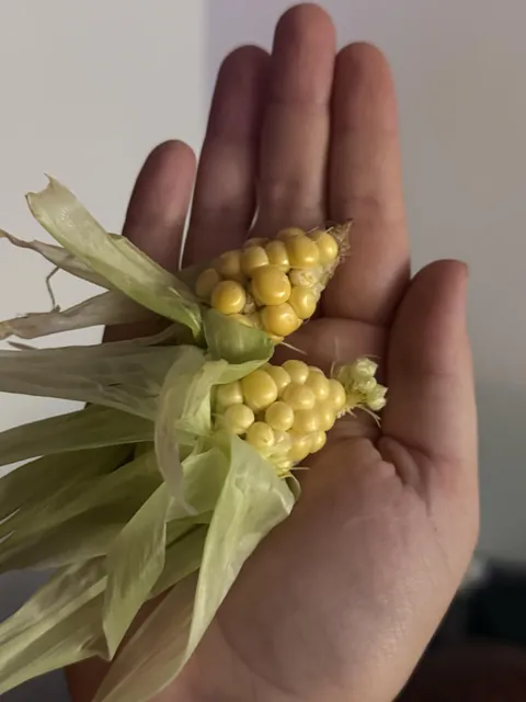 I am a very successful gardener