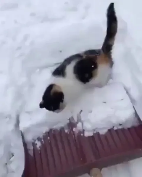 This cat really enjoys snow shoveling