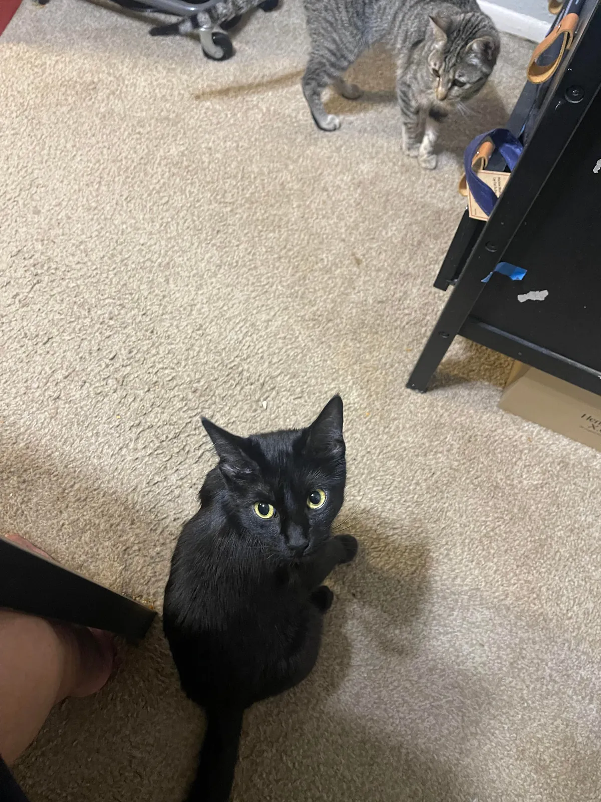 My gf of 7 years passed away and all I got were these lousy cats