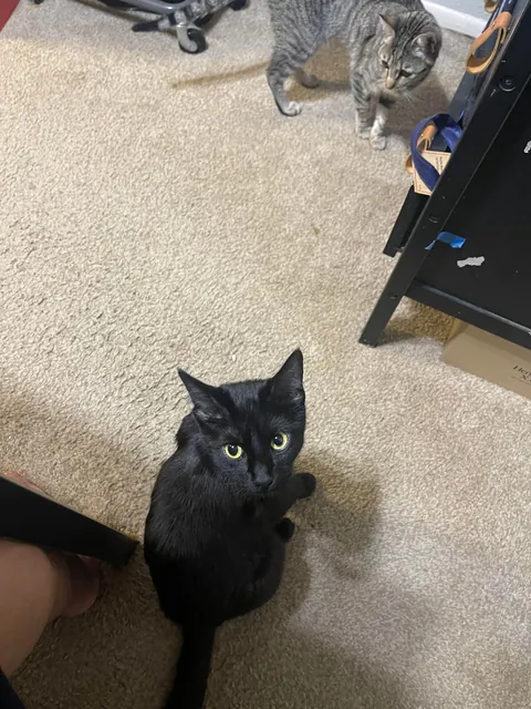 My gf of 7 years passed away and all I got were these lousy cats