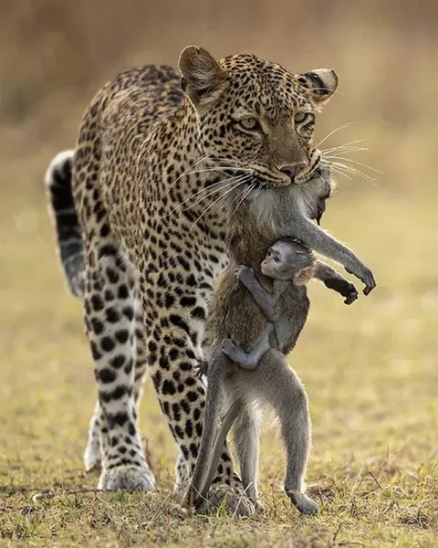 A Mother's Loss, A Baby's Hope: The Wild's Harsh Reality (clicked by Igor Altuna)