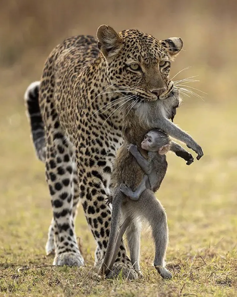 A Mother's Loss, A Baby's Hope: The Wild's Harsh Reality (clicked by Igor Altuna)