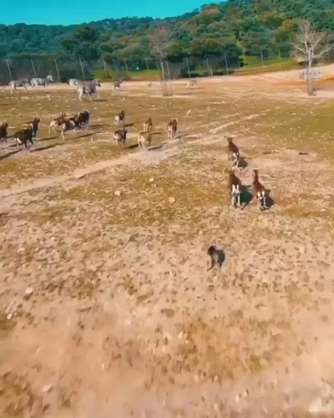 Goat taking out a drone super smoothly