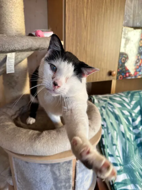 I volunteer at a cat hospice and it’s a place full of love