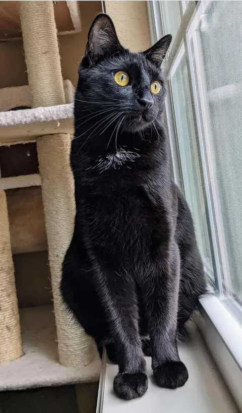 Why do black cats still get a bad rap? A 2025 new study confirms they're the least adopted