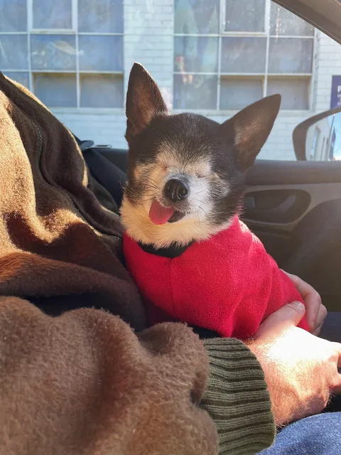 My 12 yo chihuahua with no eyes - macaroni is pretty cute i think