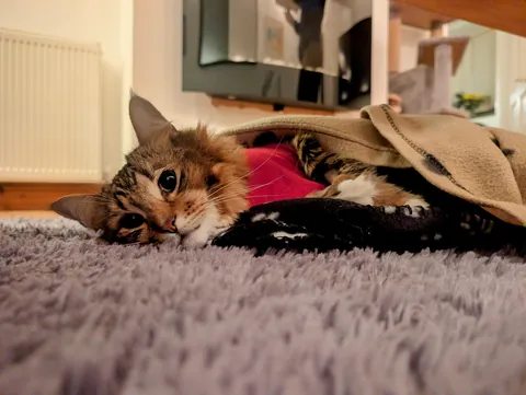 Another PSA to keep hairbands away from cats.