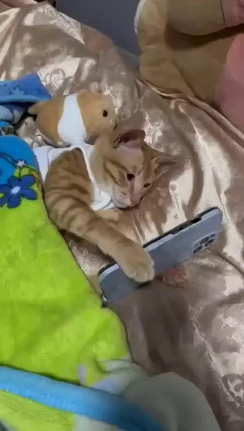 los gatitos son tan cuteee