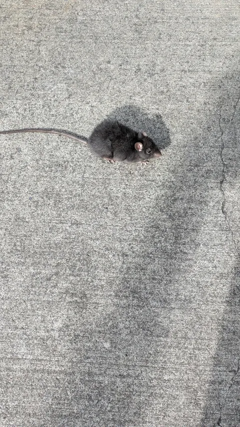 Can I take this little guy home?