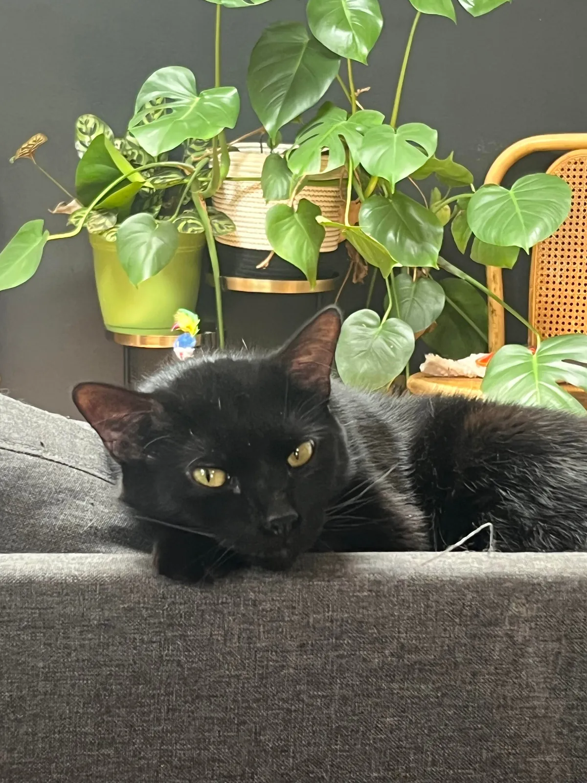 My goodest boy (only boy)