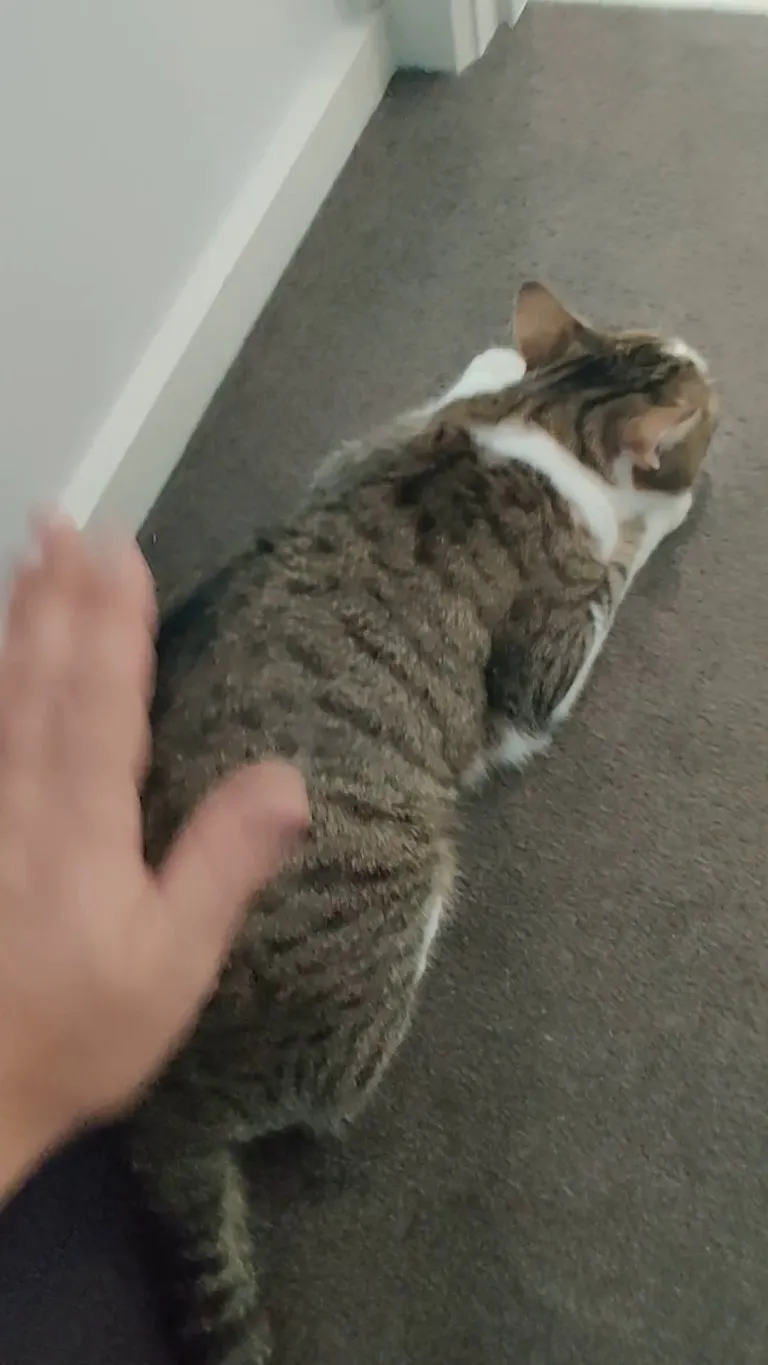 One of my cats (Lilly) loves a good butt pat. She will commando crawl her way across the room while the pats are happening. Note the trill of protest when I stop 😂