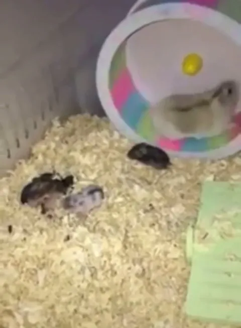 Hamster decides this child in particular has to suffer