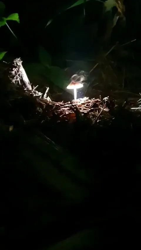 Mushroom releasing spores