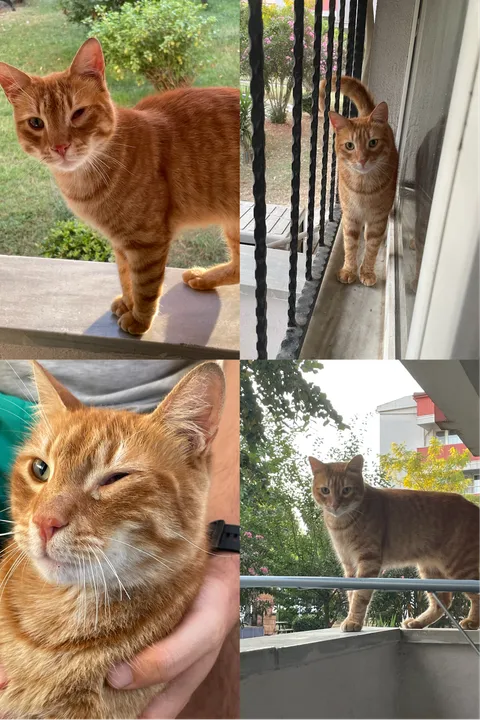 This is a stray cat who came to my balcony with an eye infection. He kept visiting me every day, barely caused any issues for his treatment, and now his eye is fully healed.