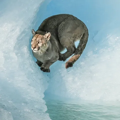 🔥 puma on iceberg
