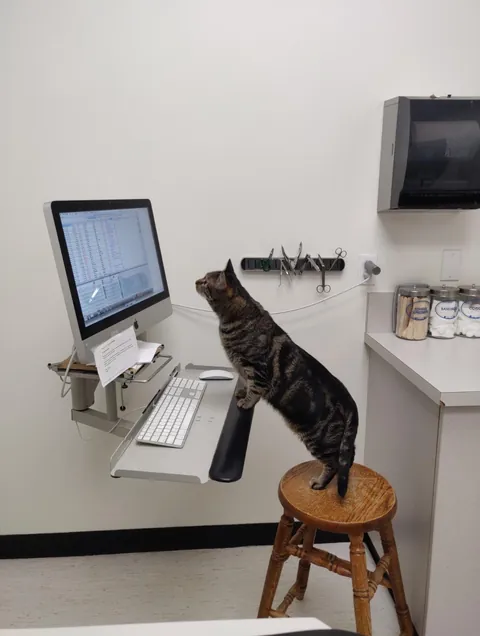 Take cat to vet / Vet is also cat