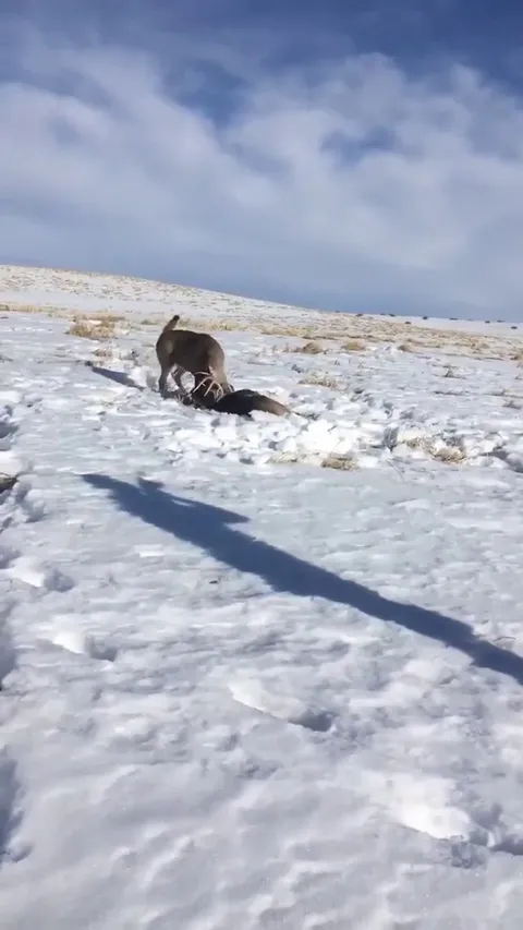 Park ranger uses a shotgun to separate (and save) two antler locked bucks