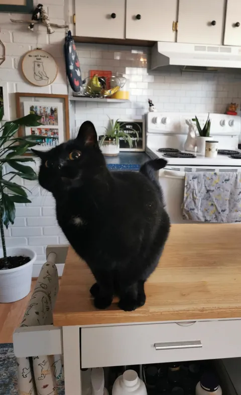 I'm working overnights and forgot to tell my husband about her new morning treat routine so I came home to some interesting faces this am 🖤