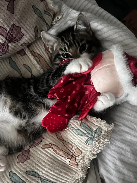 First time cat mum and I just love him so much 🥰