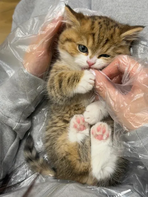 I was not prepared for this level of cute