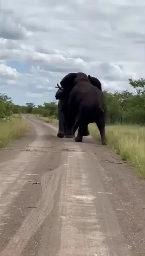 🔥Two elephants fighting