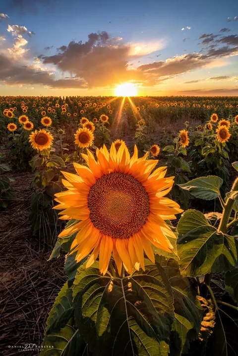 ITAP of Sunflowers