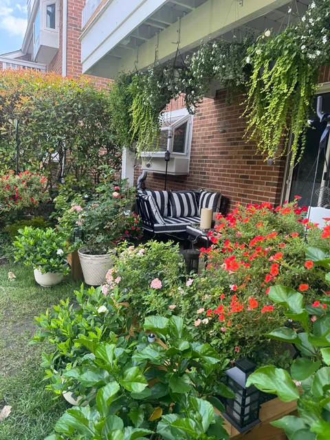 Our garden without a garden. (Repost) everything is in planters