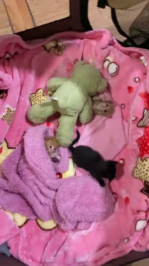 Such adorable kittens