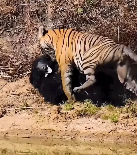 Tiger came out as the victor over a sloth bear