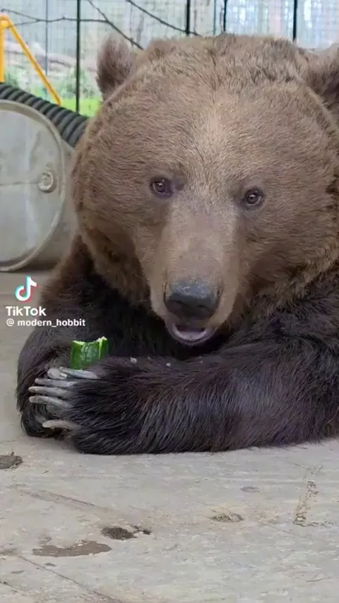 🔥 Chill bear eating a cucumber