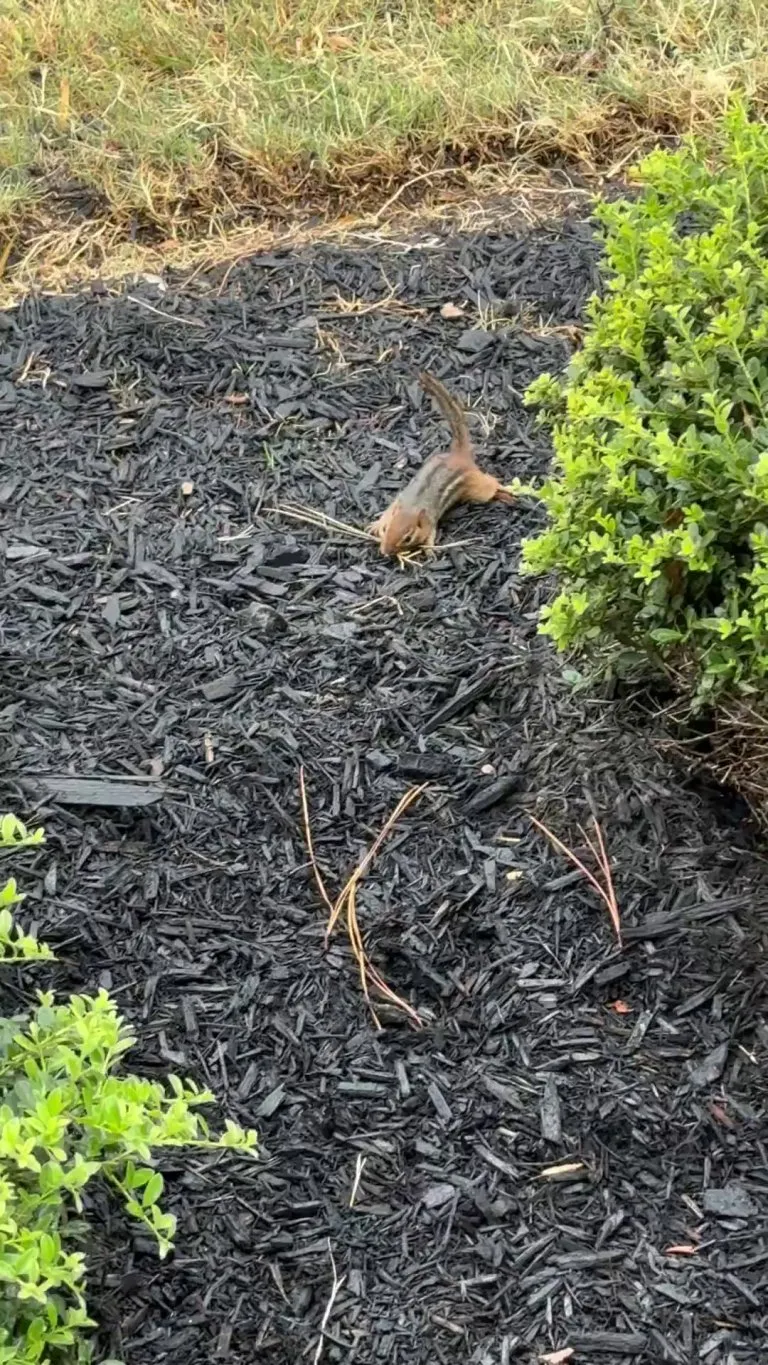 Does anyone know what might be wrong with this chipmunk?