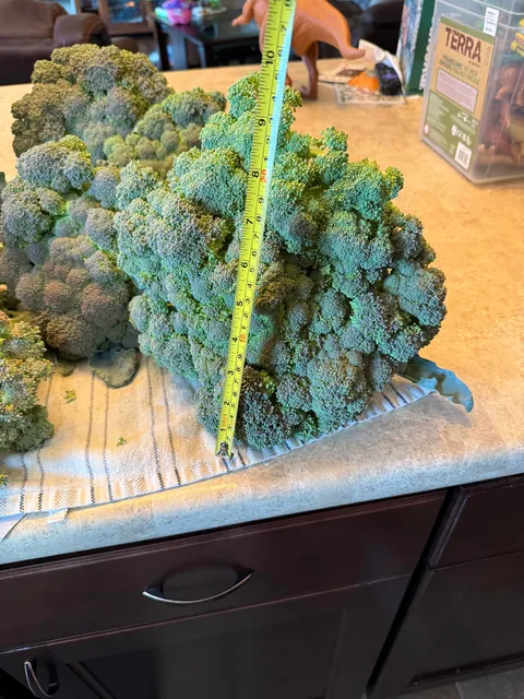 Nothing quite as rewarding as a good fall broccoli harvest!(Bonus dinosaur and wife pictures)