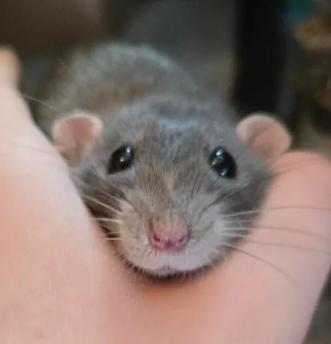 Just learnt on this sub that paper bedding is not safe for rats??