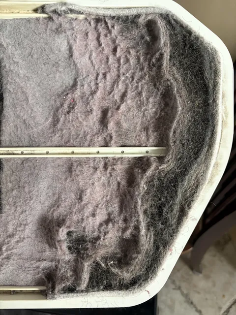 The layer of hair that formed in my lint tray when I shaved my beard into a towel and forgot.